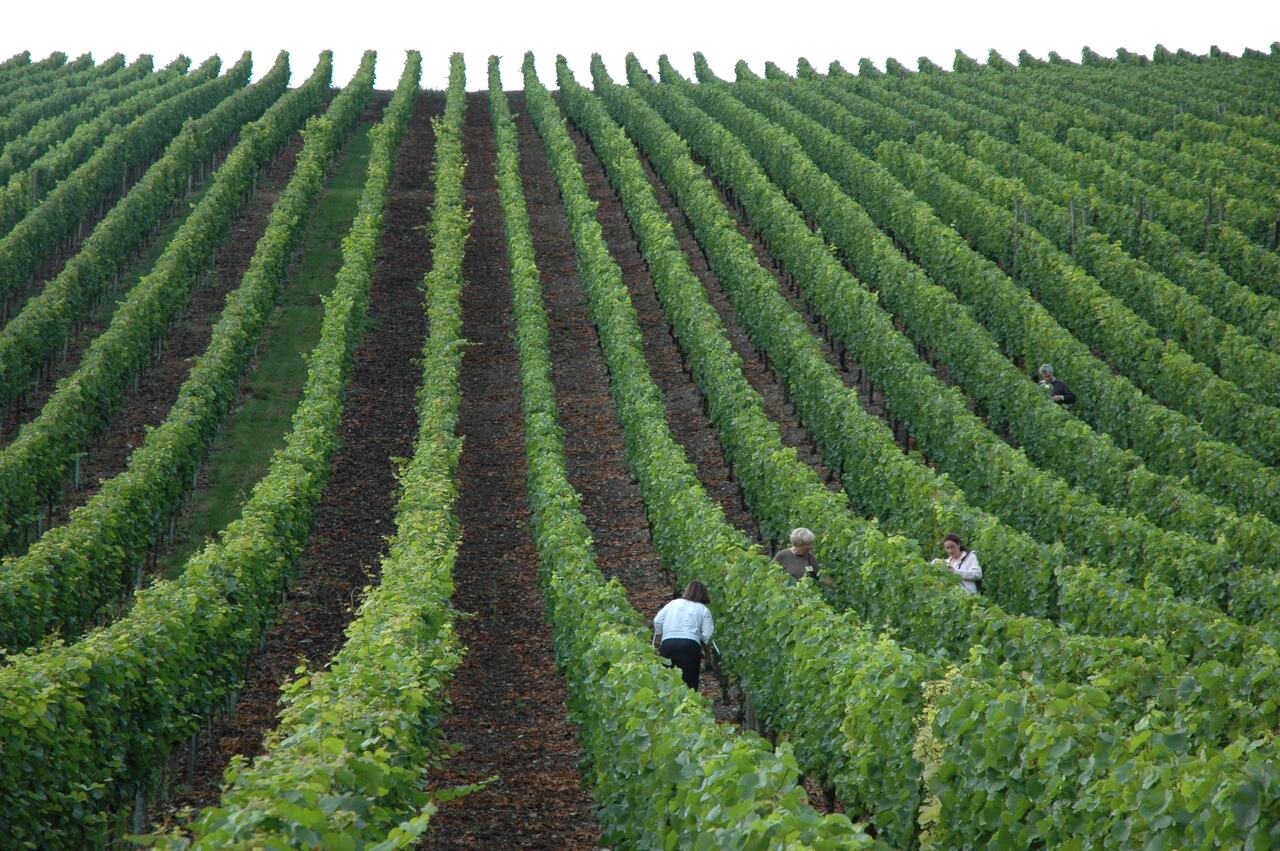 S Rie A Produ O Do Vinho Principais Sistemas De Condu O Das Videiras Latada E Espaldeira