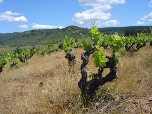 Planta quase centenária de carignan no Vaule do Maule, no Chile