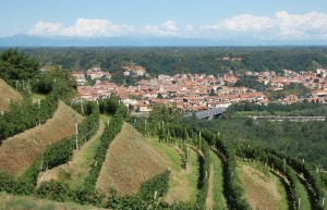 Vinhedos de Spanna (Nebbiolo), ao fundo a cidade de Gattinara