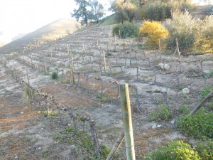Aqui os vinhedos mais antigos de Syrah do Chile, utilizados na elaboração do La Cumbre