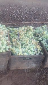 Variedade de uva Moscatel de itata recém-colhida